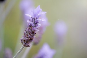 lavender-1359791_1920