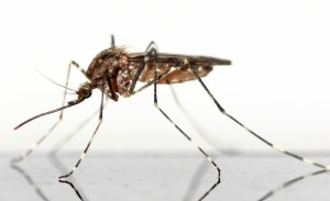 mosquito-83639_1920