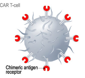 A picture of a t cell showing the receptors